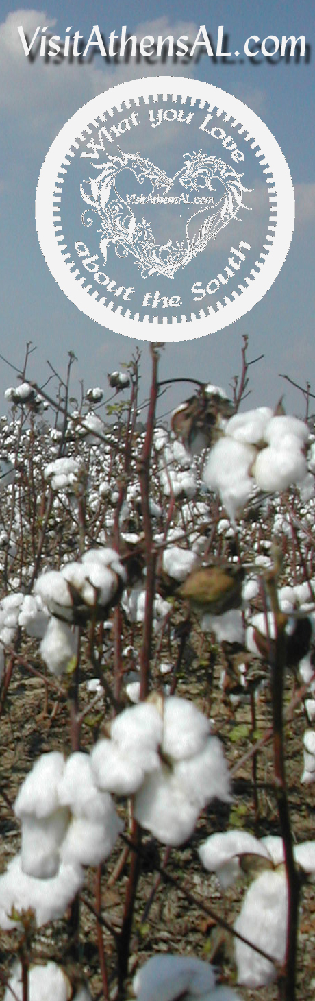 Cotton-Field-What-You-Love.jpg