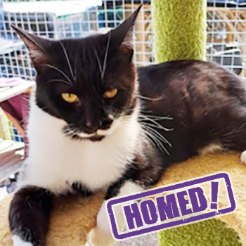 Latest Cats Homed 'Roll of Honour'